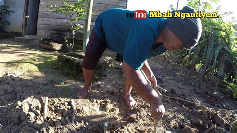 Cara menanam ubi kayu biasanya dilakukan dengan cara perkembangan vegetatif jenis stek batang. Cara Mudah Menanam Ubi Kayu/Ketela Ala Mbah Ngantiyem ...