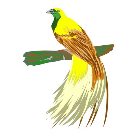 Gambar Ilustrasi Burung Cendrawasih Berwarna Kuning Kehijauan Vektor