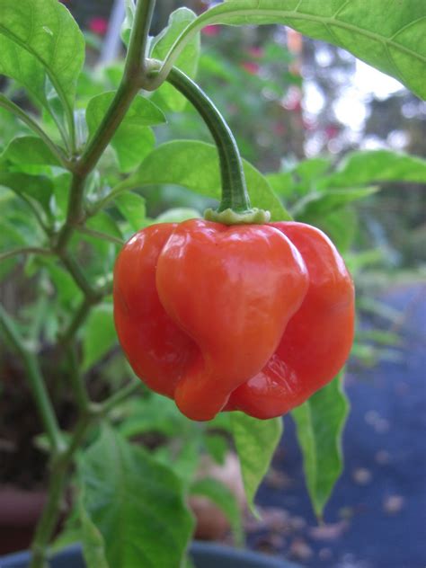 Aphids will cluster beneath pepper plant leaves, excreting honeydew, which attracts other insects. For the Love of Food: Hot Peppers: Growing A Hot Pepper Plant In Your Garden