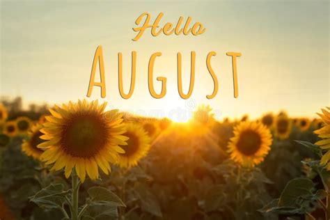 Hello August Beautiful Bright Sunflower On Yellow Background Closeup