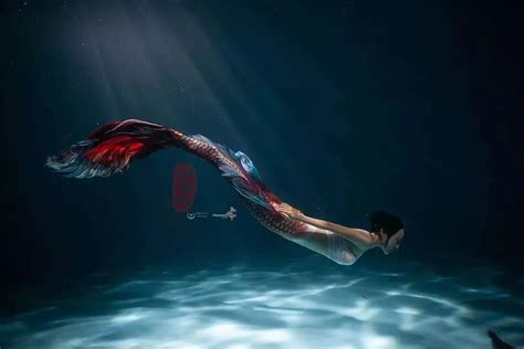 Betta Fish Mermaid Tail 1 Red
