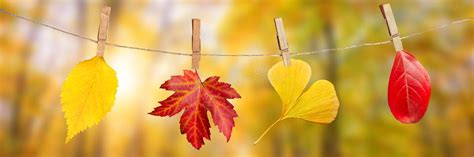 Four Autumn Leaves Hanging On A Rope Fall Woods Panoramic Background