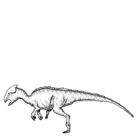 Homalocephale Dinosaur Drawing By Karl Addison Fine Art America