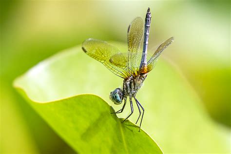 Blue Dasher Dragonflies Photoartflight