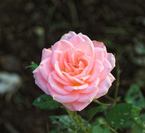 Pinke Rose Kostenloses Stock Bild Public Domain Pictures