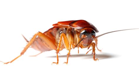 Karate Kicks Keep Cockroaches From Becoming Zombies Wasp Chow