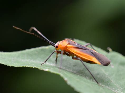 Dan Simon Macrophotography — A Black Striped Orange Plant Bug Lopidea