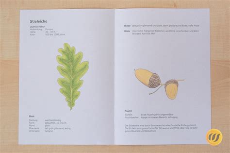 Mit hilfreichen dokumenten zum kostenlosen ausdrucken. Herbarium Deckblatt Vorlage Zum Ausdrucken