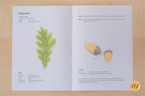Juli 2010, archiviert vom original am 4. Herbarium Deckblatt Vorlage Zum Ausdrucken