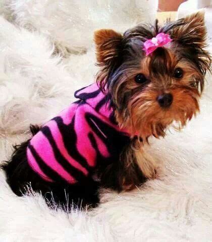 Maybe you would like to learn more about one of these? Too cute | Yorkie, Yorkie dogs, Dog clothes