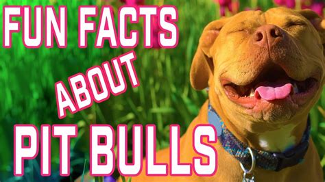 10 Fun Facts About Pit Bulls Youtube