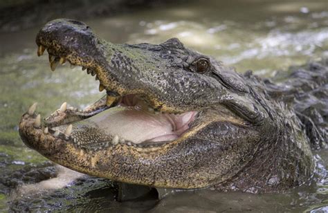 Please Stop Feeding Louisiana Alligators Its Setting Stage For