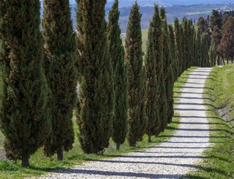 7 Fast Growing Evergreen Trees For Your Front Or Backyard Bob Vila