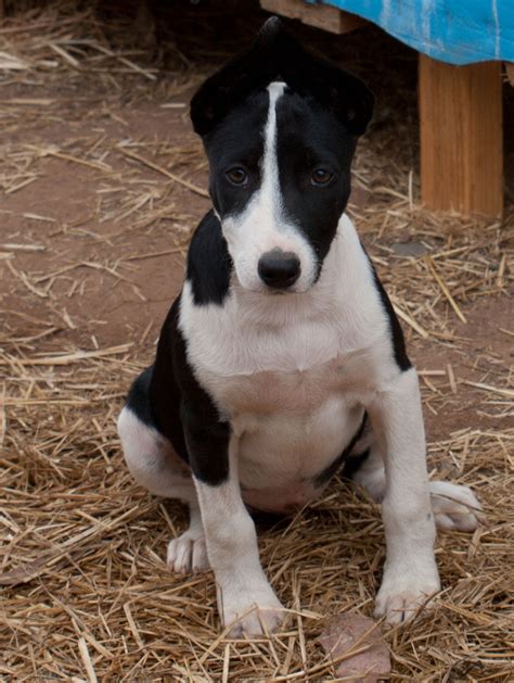 Lorin Medium Female Bull Terrier Cattle Dog Cross Mix Dog In Nsw