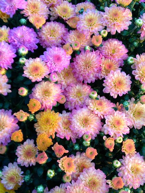 Rainbow Mums This Is A New Multi Color Variety Garden Projects