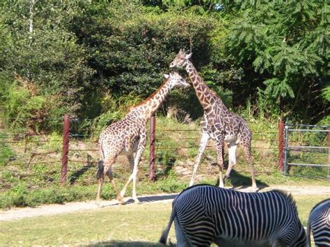 Giraffes Picture Of Franklin Park Zoo Boston Tripadvisor