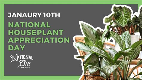 National Houseplant Appreciation Day January 10th National Day Calendar Youtube