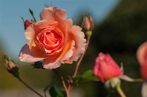 Hybrid Tea Rose | Longwood Gardens