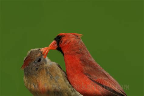 Small Birds Kissing Cardinal Couple