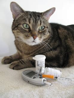 Tiki cat hookena luau cat food — best cat food for diabetic cats. Insulin and Testing | Diabetic Cat Care