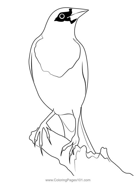 The Yellow Headed Blackbird Coloring Page For Kids Free New World