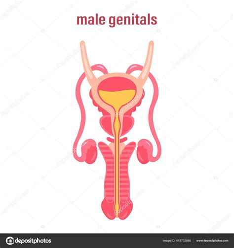 Male Reproductive System Sex Organs Vector Illustration White Background Stock Illustration By