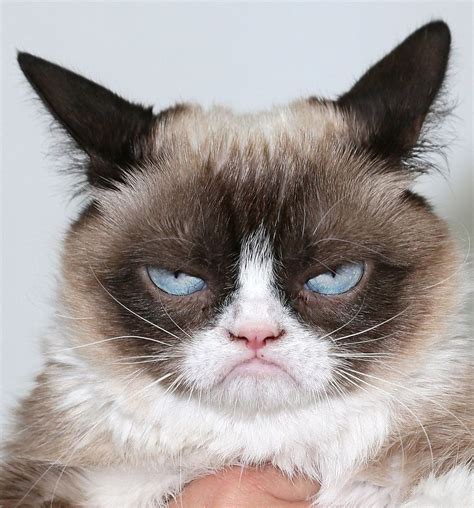 Meow The 47 Best Cat S Of All Time Grumpy Cat Meme Grumpy Cat