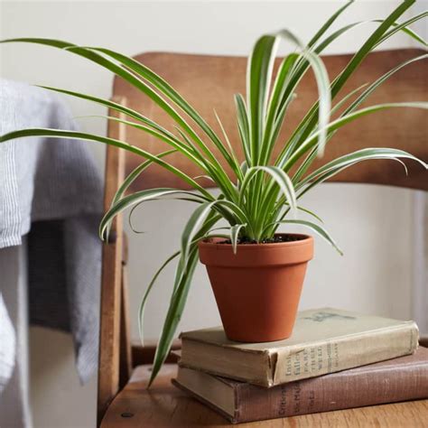 Spider plants can tolerate a wide range of conditions, but they prefer moderate to bright indirect light, with temperatures above 50 a mature, healthy spider plant will send out long, arching stems with tiny white flowers on the ends. Air-Purifying Plants That Don't Require Much Light