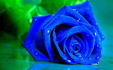 Blue Rose Water Drops Rose Blue Close Up Hd Wallpaper Peakpx