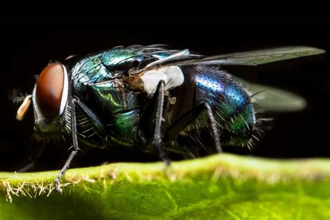 They have no grooming behavior—meaning that insecticides meant to be swallowed by roaches and flies won't work on bed bugs. What Do Flies Eat? - Pest Control Zone