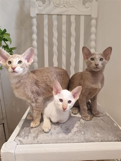 Kittens For Sale Oriental Cat Association