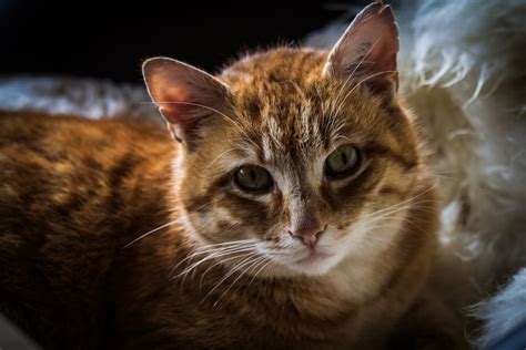 Kater Foto And Bild Tiere Haustiere Katzen Bilder Auf Fotocommunity