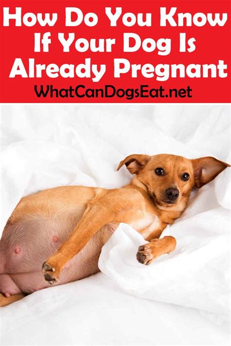 How Do You Know If Your Dog Is Already Pregnant Pregnant Dog