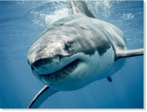 Great White Shark National Geographic
