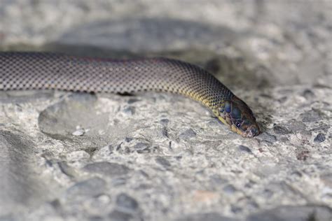 Black Burrowing Snake 1 Achalinus Niger Bob Hawley Flickr