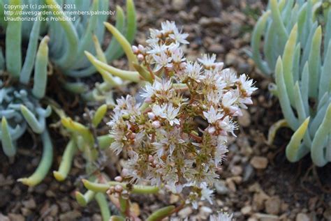 Maybe you would like to learn more about one of these? PlantFiles Pictures: Dudleya Species, San Gabriel ...