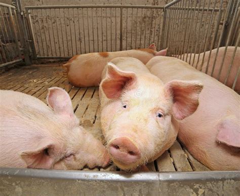 Fat Pigs In A Sty On A Farm Stock Photo Image Of Close Pork 72761482