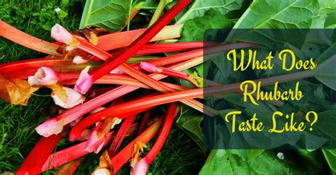 What Does Rhubarb Taste Like The Taste You Need To Know