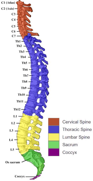 There are seven cervical vertebrae, twelve thoracic vertebrae, and five lumbar vertebrae. Human Spine and Spinal Cord Picture C1 - S5 Vertebra ...