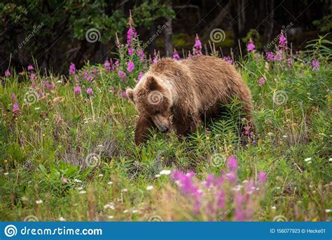 A Grizzly Bear On A Meadow Stock Image Image Of Predator 156077923