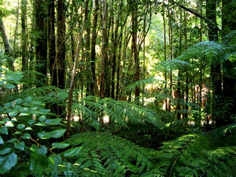 Archivo Valdivian Temperate Rainforest Wikipedia La Enciclopedia