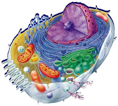 I want to detect effect of a bacterial toxin in human cell line and want to see cell viablity, so which assay will be better, many people critisize mtt. Blank Animal Cell Diagram Unlabeled - Aflam-Neeeak