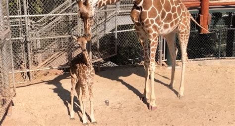 Zookeepers Say Baby Giraffe Has ‘brave And Goofy Personality