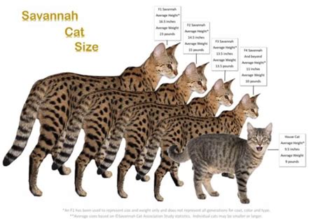 Taille Du Chat Savannah ⋆ Taille Du Savannah Comparée Au Chat