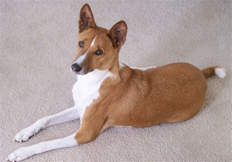 Basenji Dog Pictures Diet Breeding Life Cycle Facts Habitat