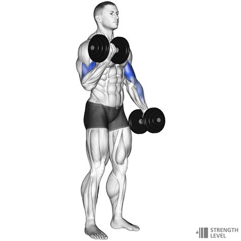 Dumbbell Curl How To Strength Level
