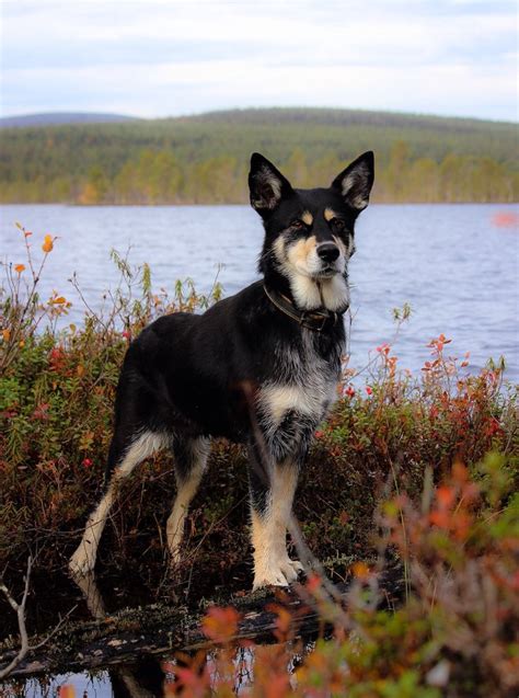 Autumn In Finnish Lapland Lapponian Herder Räpsy Dog Dogs Lapland