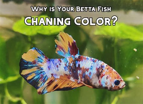 Why Is My Betta Fish Changing Its Color Online Library GoSpring