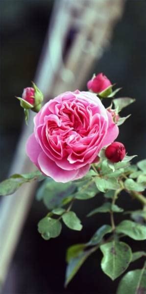 I grew mister lincoln in western colorado for years. How to Grow Climbing Roses in Pots | eHow
