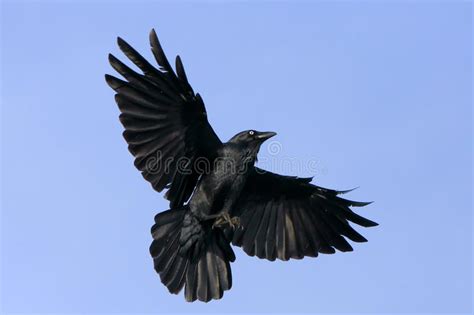 Black Crow In Flight With Spread Wings Stock Photo Image Of Spread